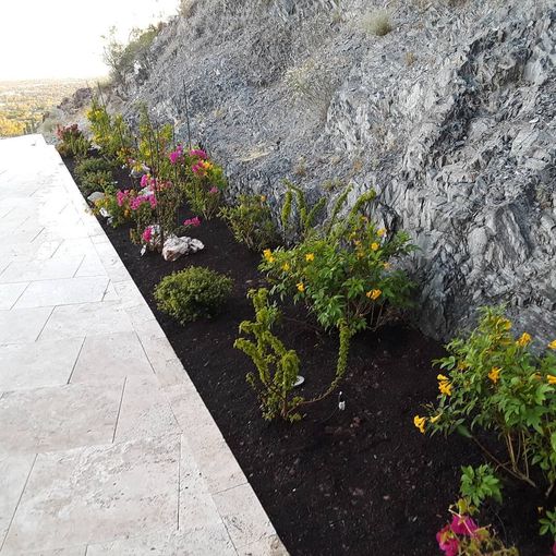 A row of flowers growing on the side of a hill