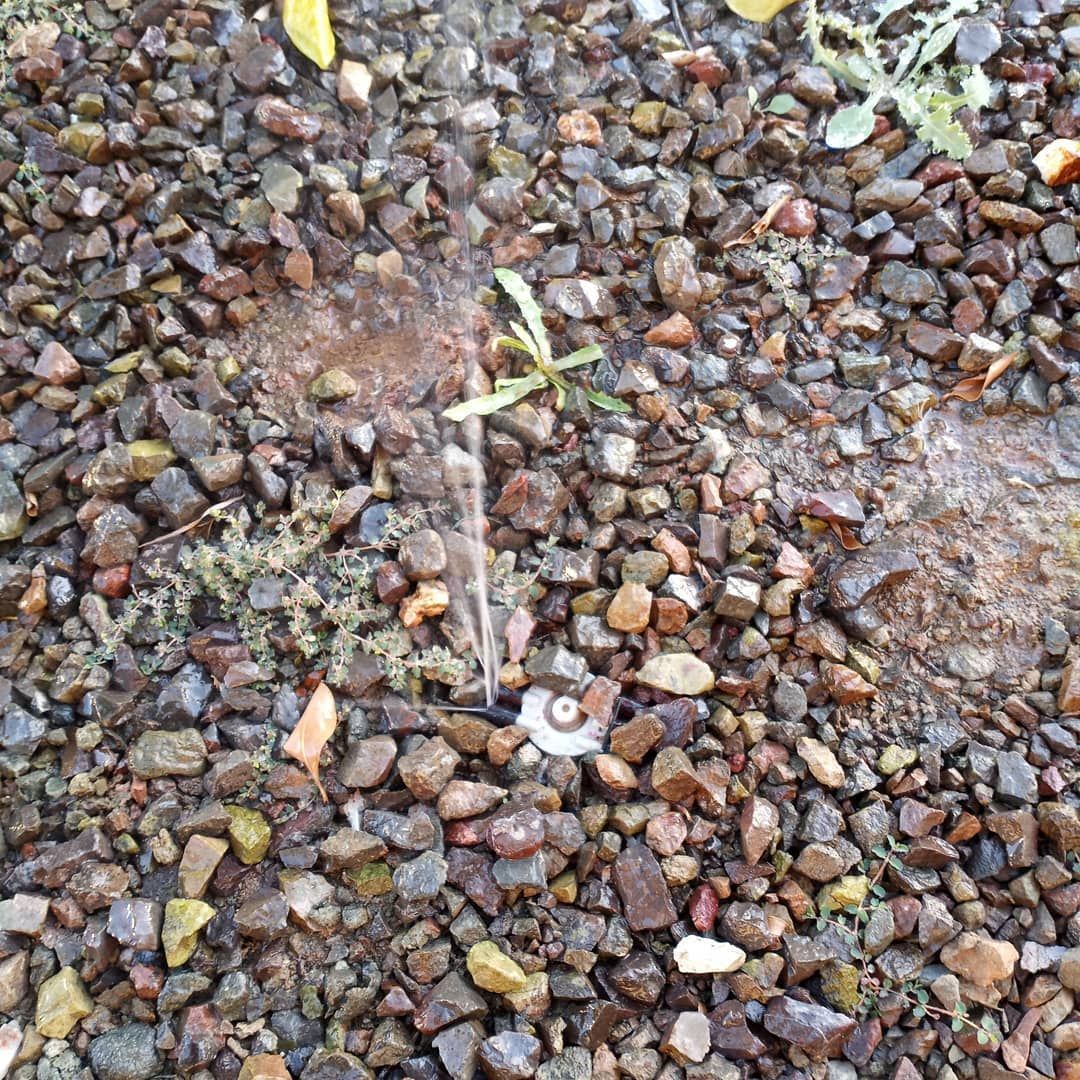 A small plant is growing out of a pile of rocks.