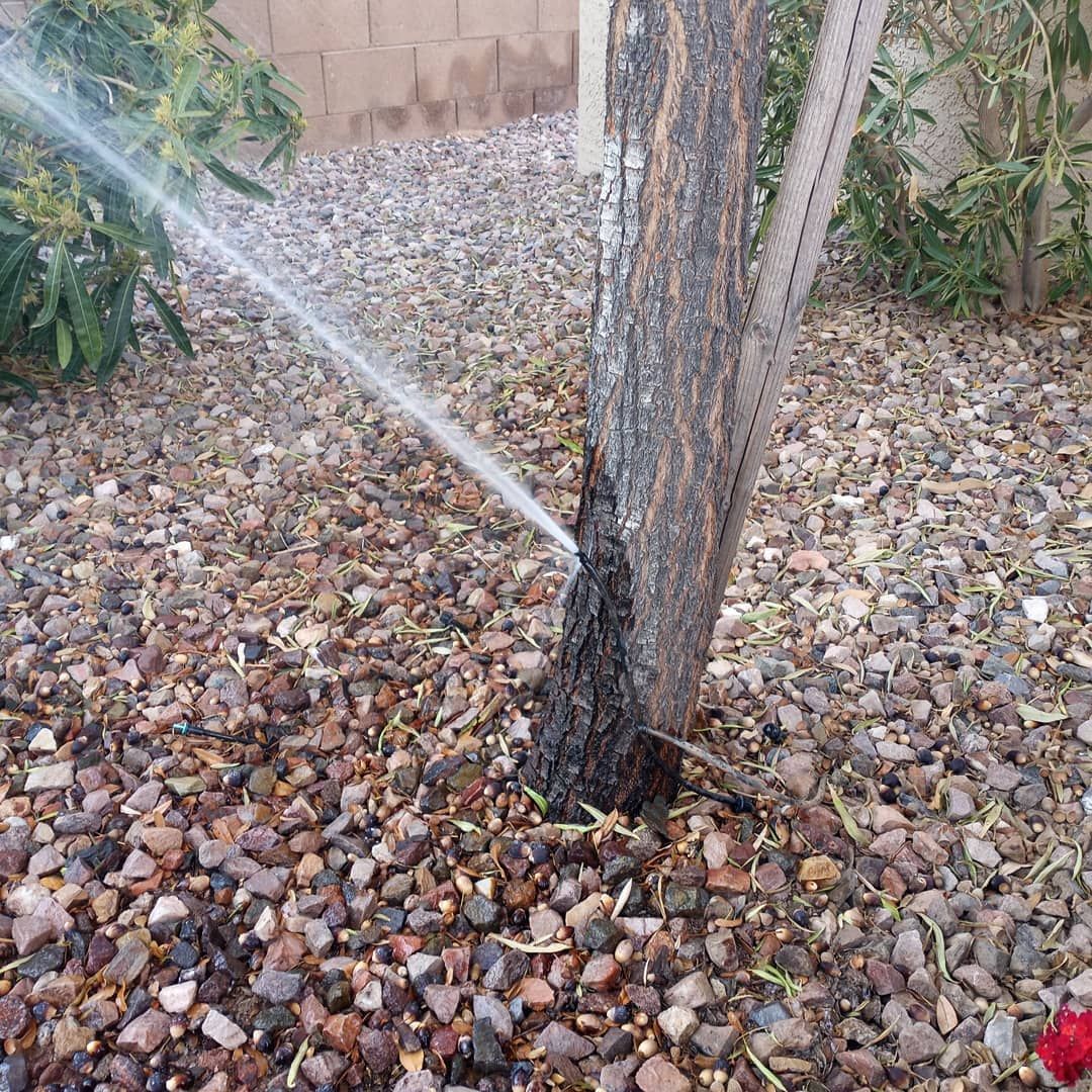 A sprinkler is spraying water on a tree in a rocky area.