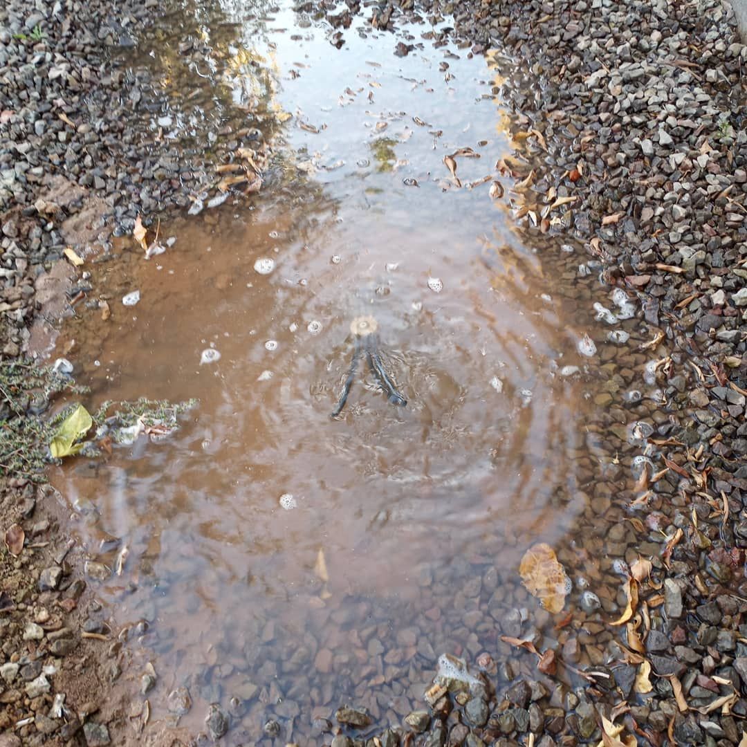 A puddle of water on the ground with a frog in it.