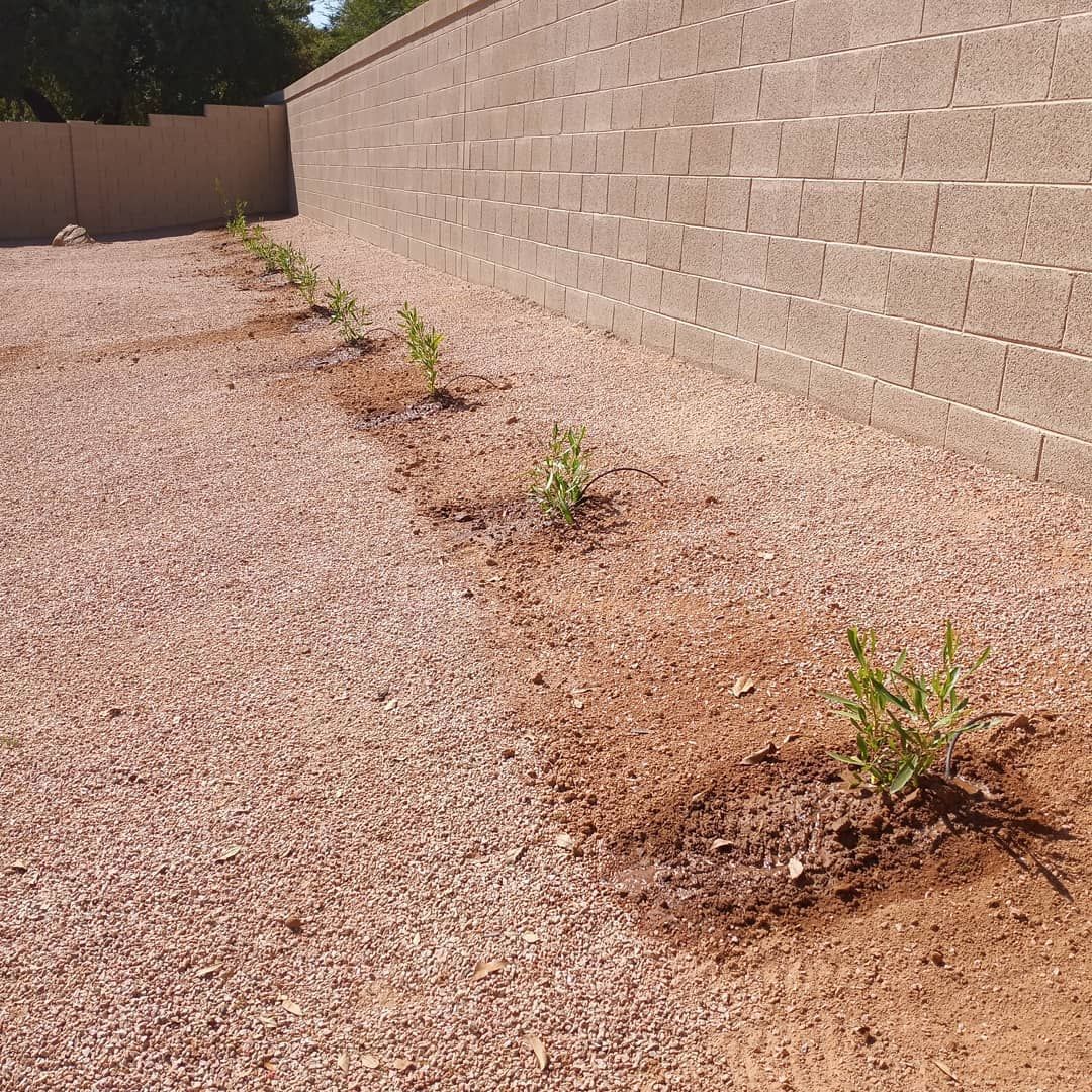 A row of plants are growing in a gravel area next to a brick wall.