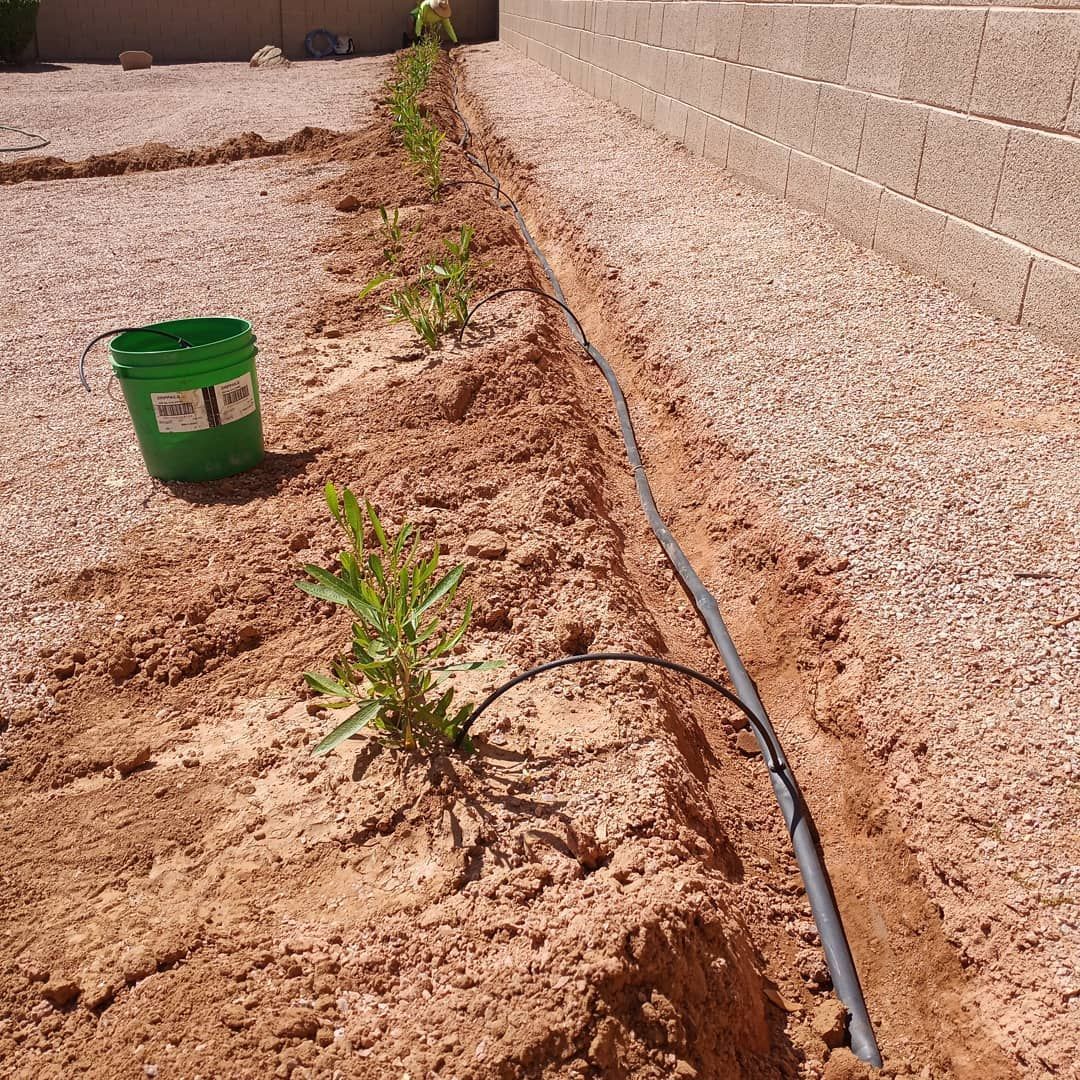 A green bucket is sitting in the dirt next to a hose.