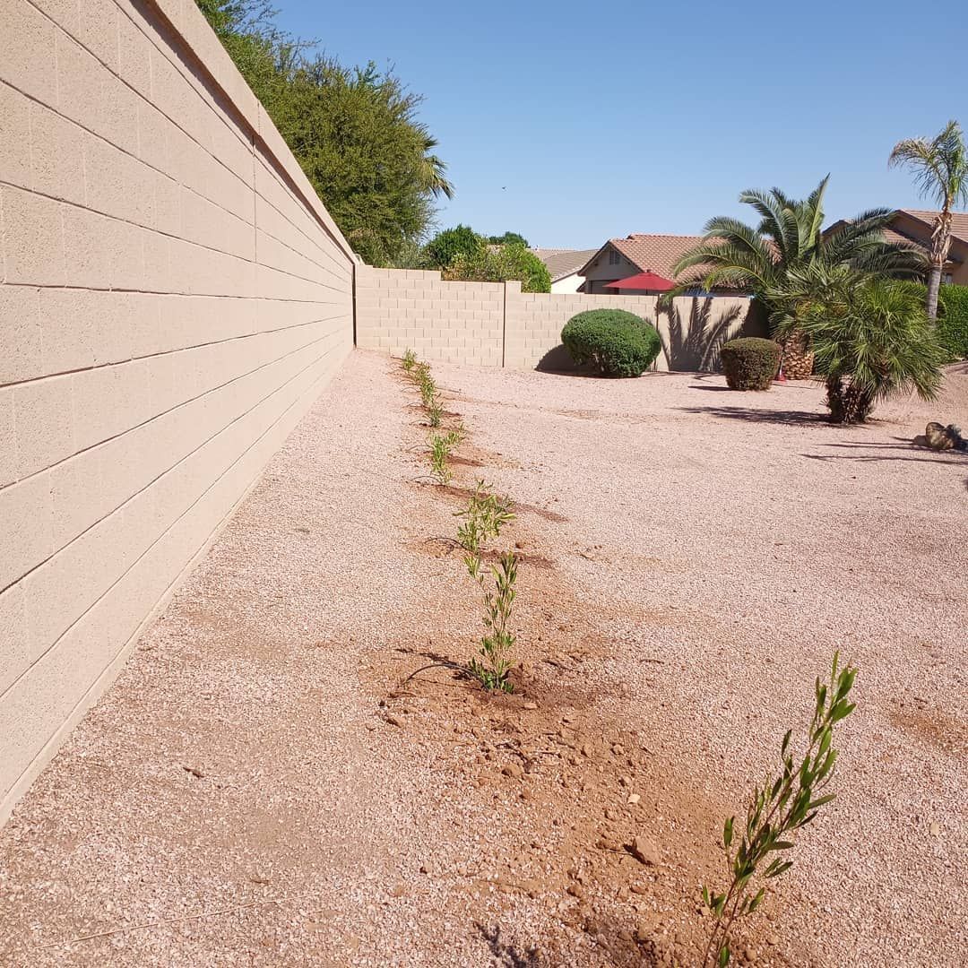 A row of plants are growing in the dirt next to a brick wall