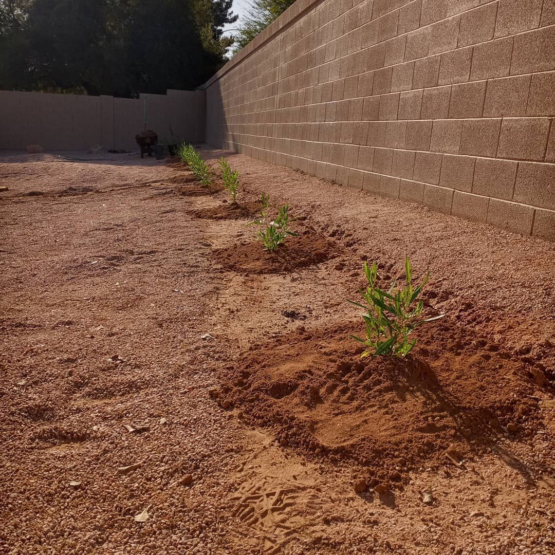 A row of plants are growing in the dirt in front of a brick wall.
