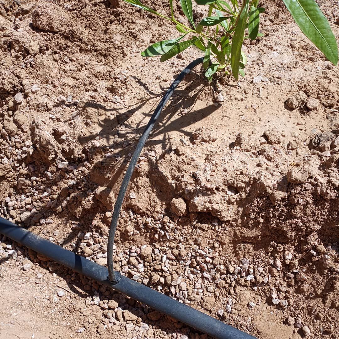 A hose is connected to a plant in the dirt.