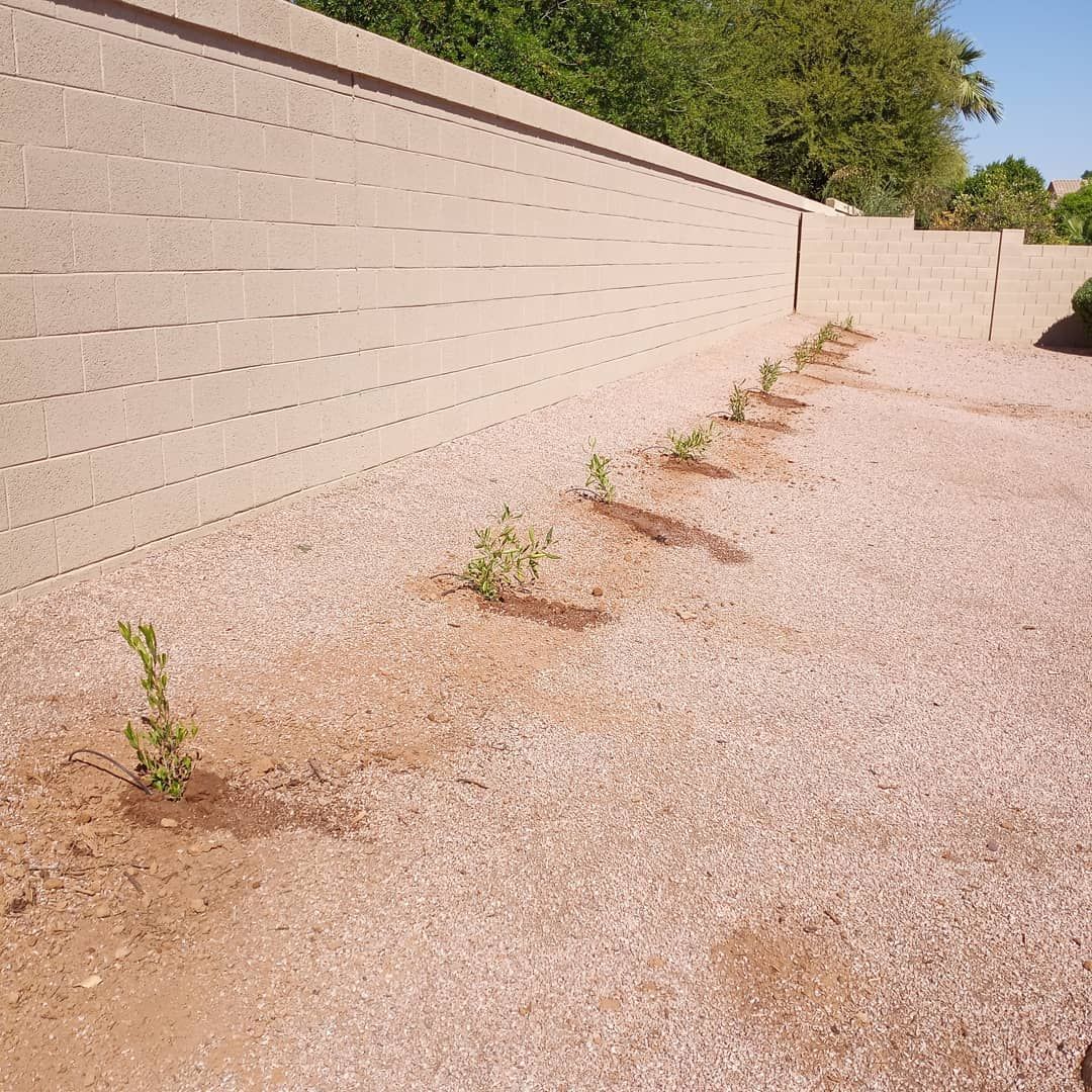 A row of plants growing in front of a brick wall