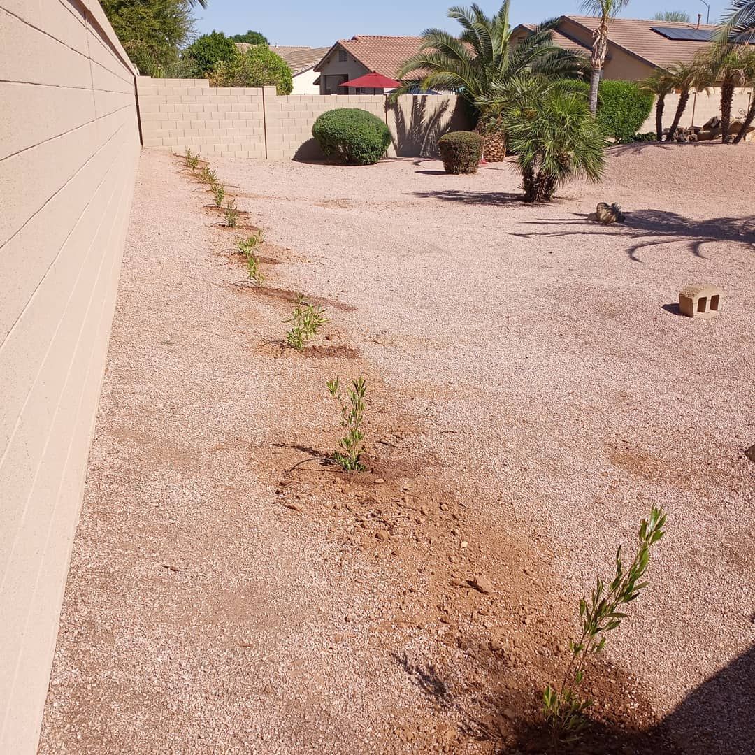 A row of plants are growing in a gravel yard next to a wall.