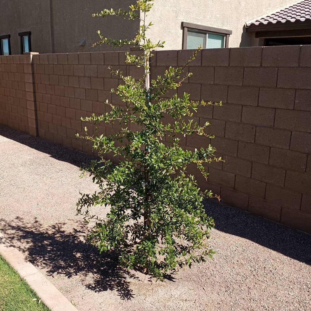 A small tree is growing next to a brick wall