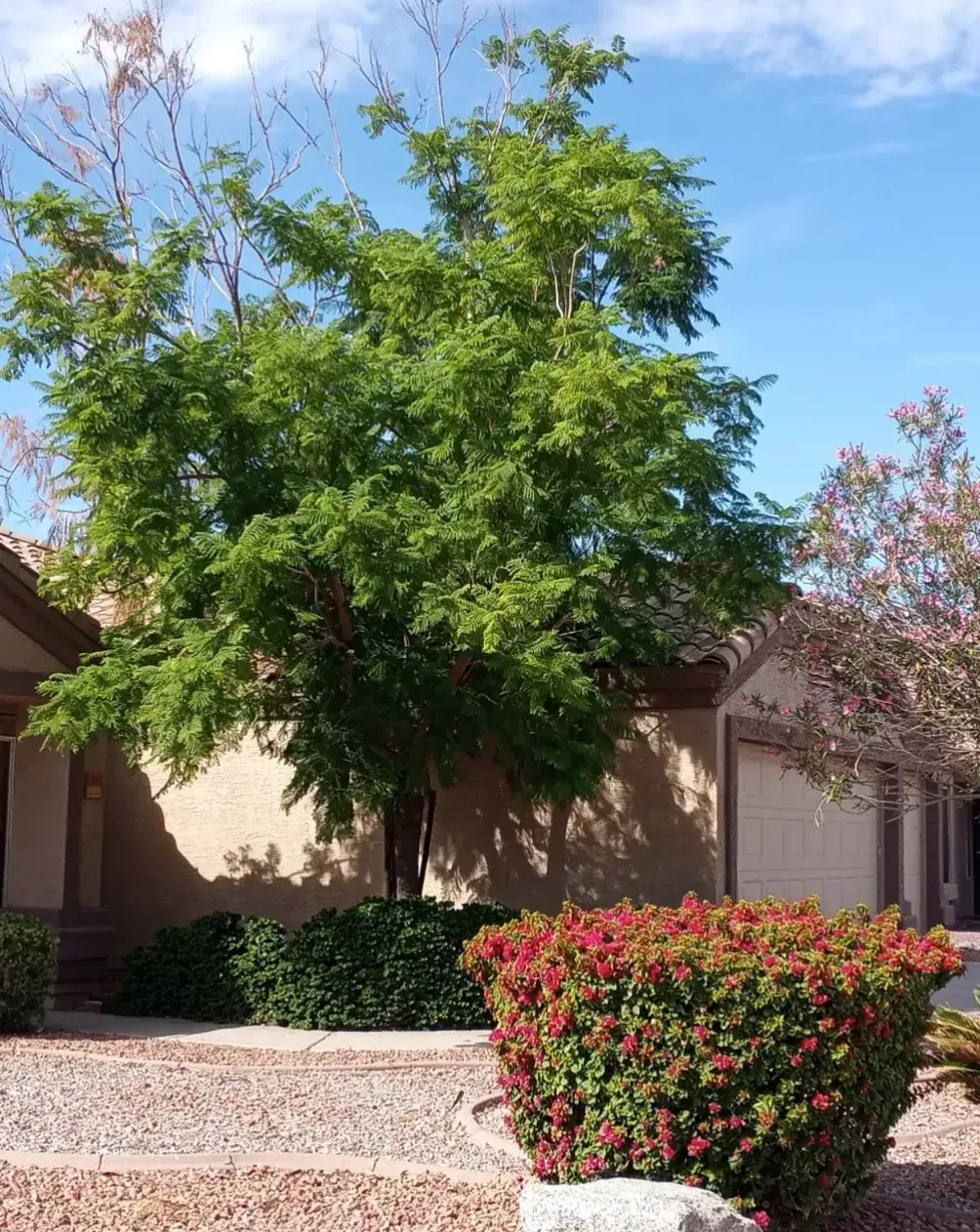 A house with a tree and bushes in front of it