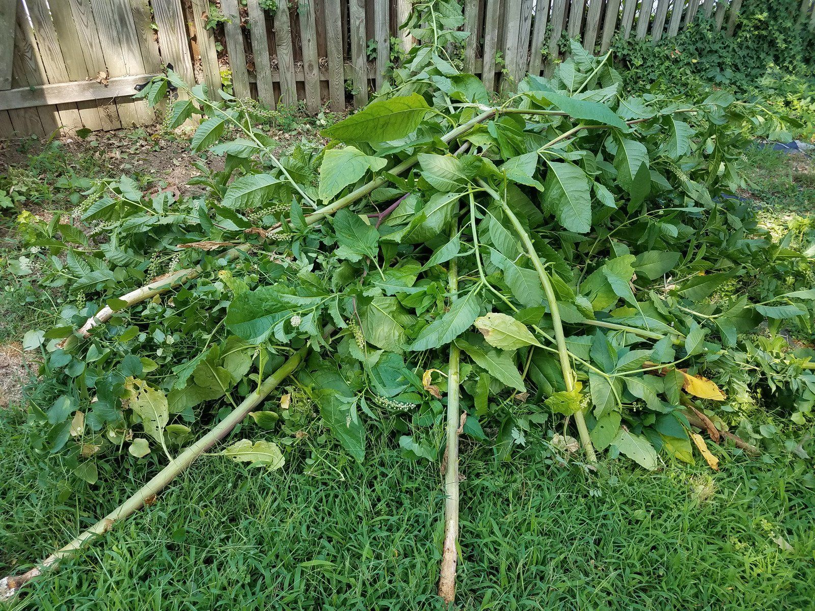 A pile of leaves and branches is sitting in the grass next to a wooden fence.