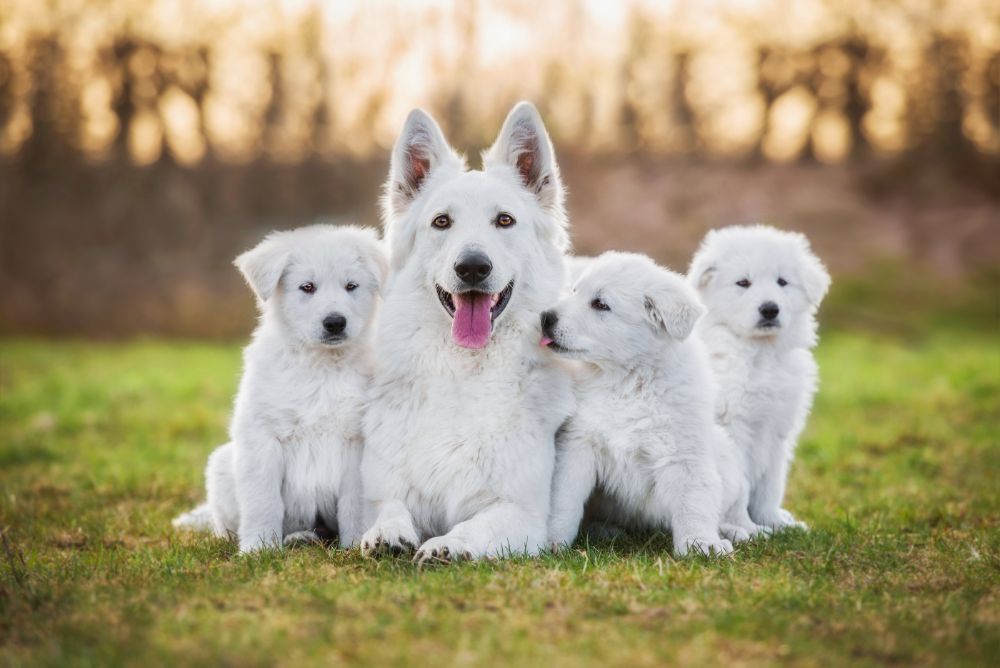 pastore abruzzese adulto e tre cuccioli