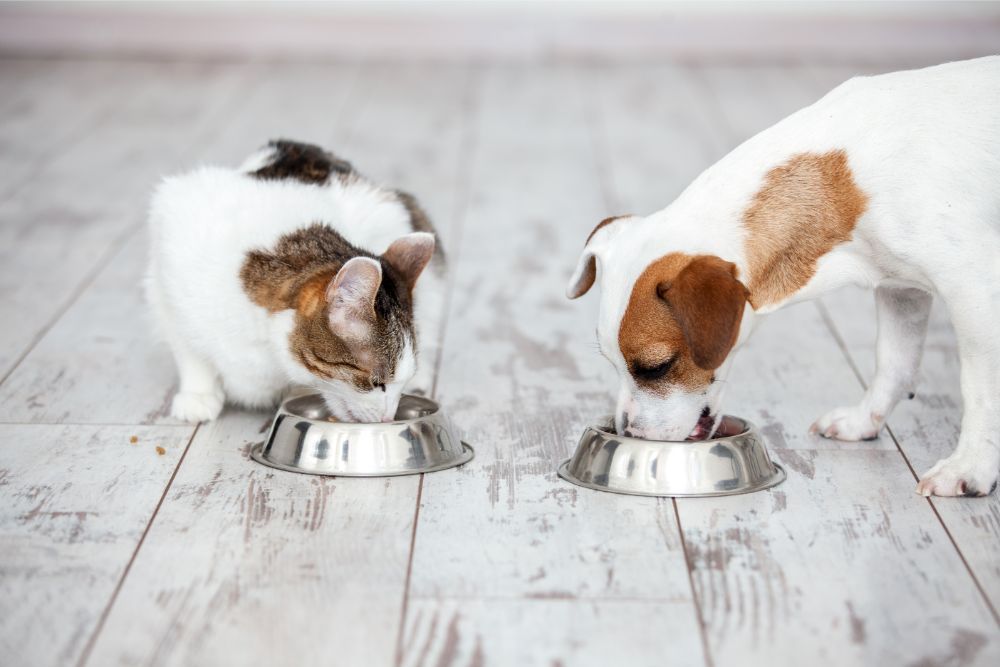 cane e gatto mangiano da due ciotole