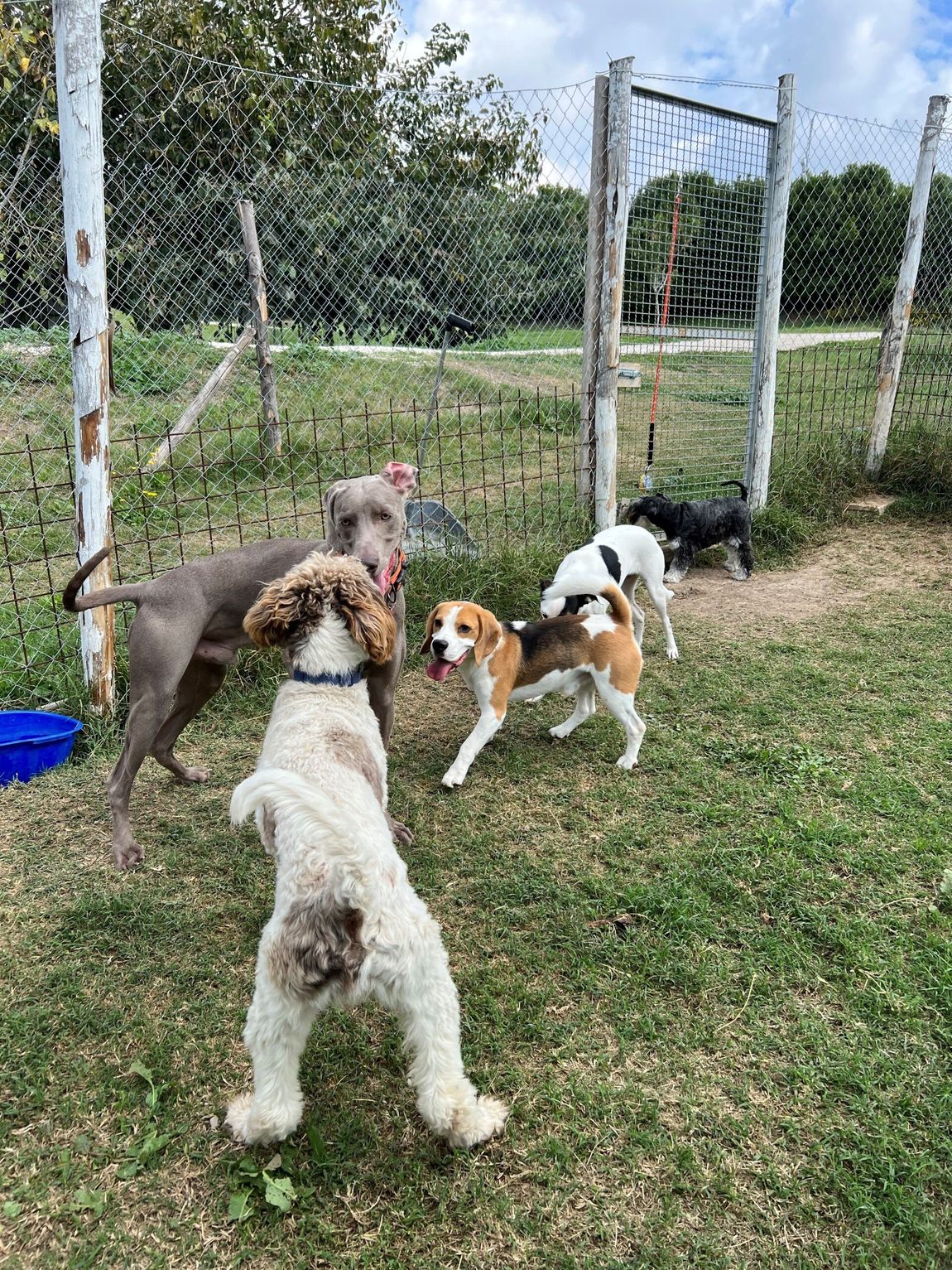 due jack russel e un gatto