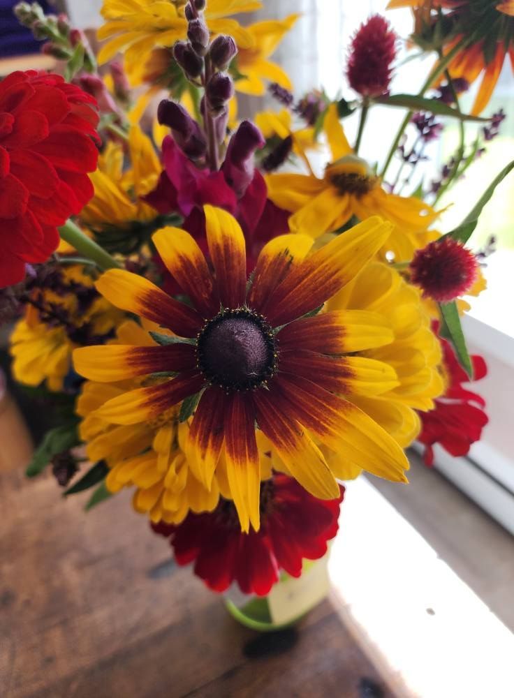 Vibrant bouquet of yellow and burgundy Black-Eyed Susans and red zinnias in a green vase on a wooden surface.