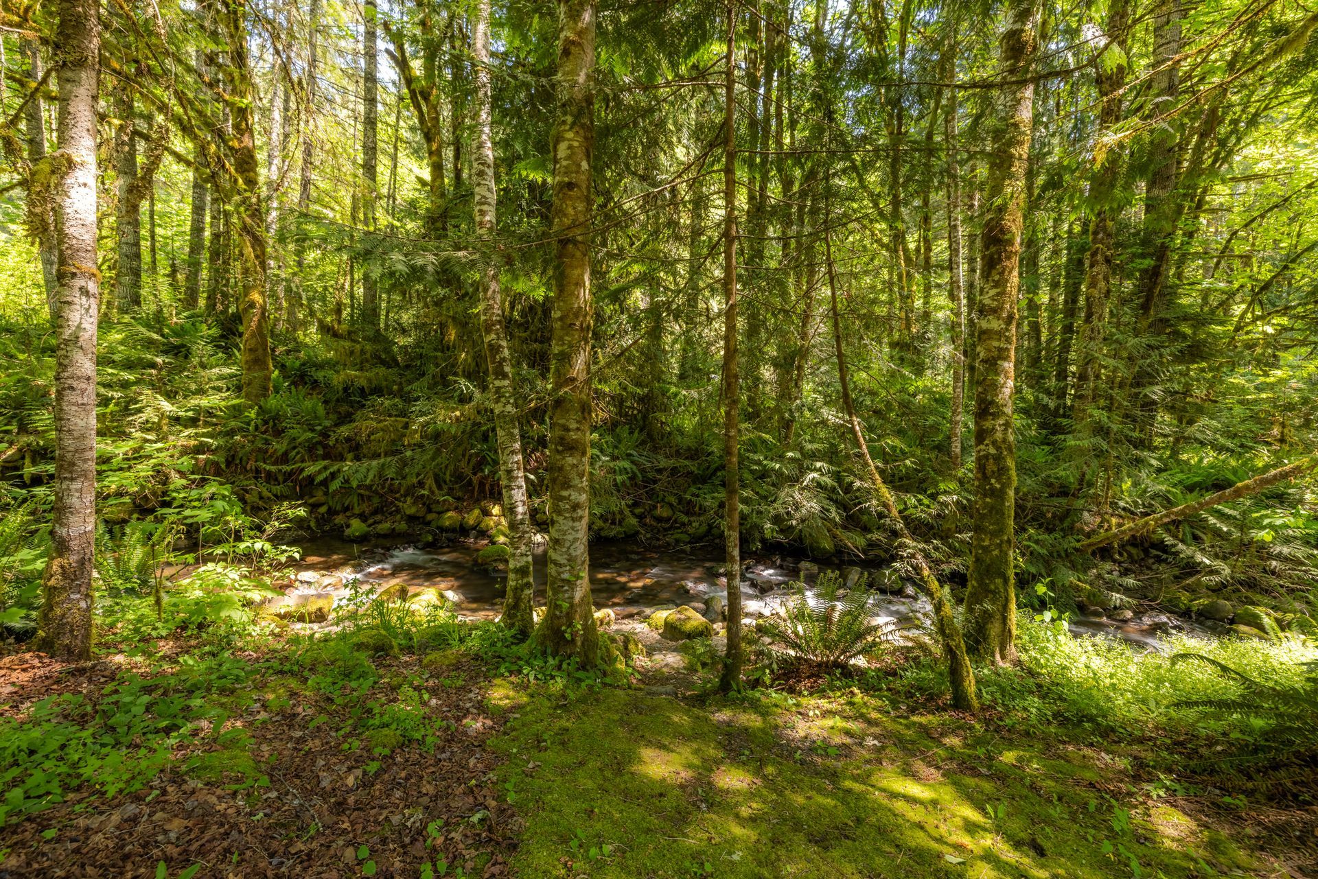 A sunlit forest scene with tall trees and a flowing stream. Green foliage and moss cover the ground.