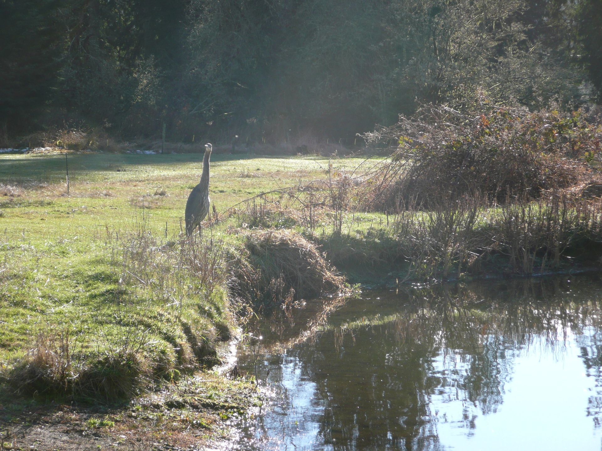 A bird is standing in the grass near a body of water