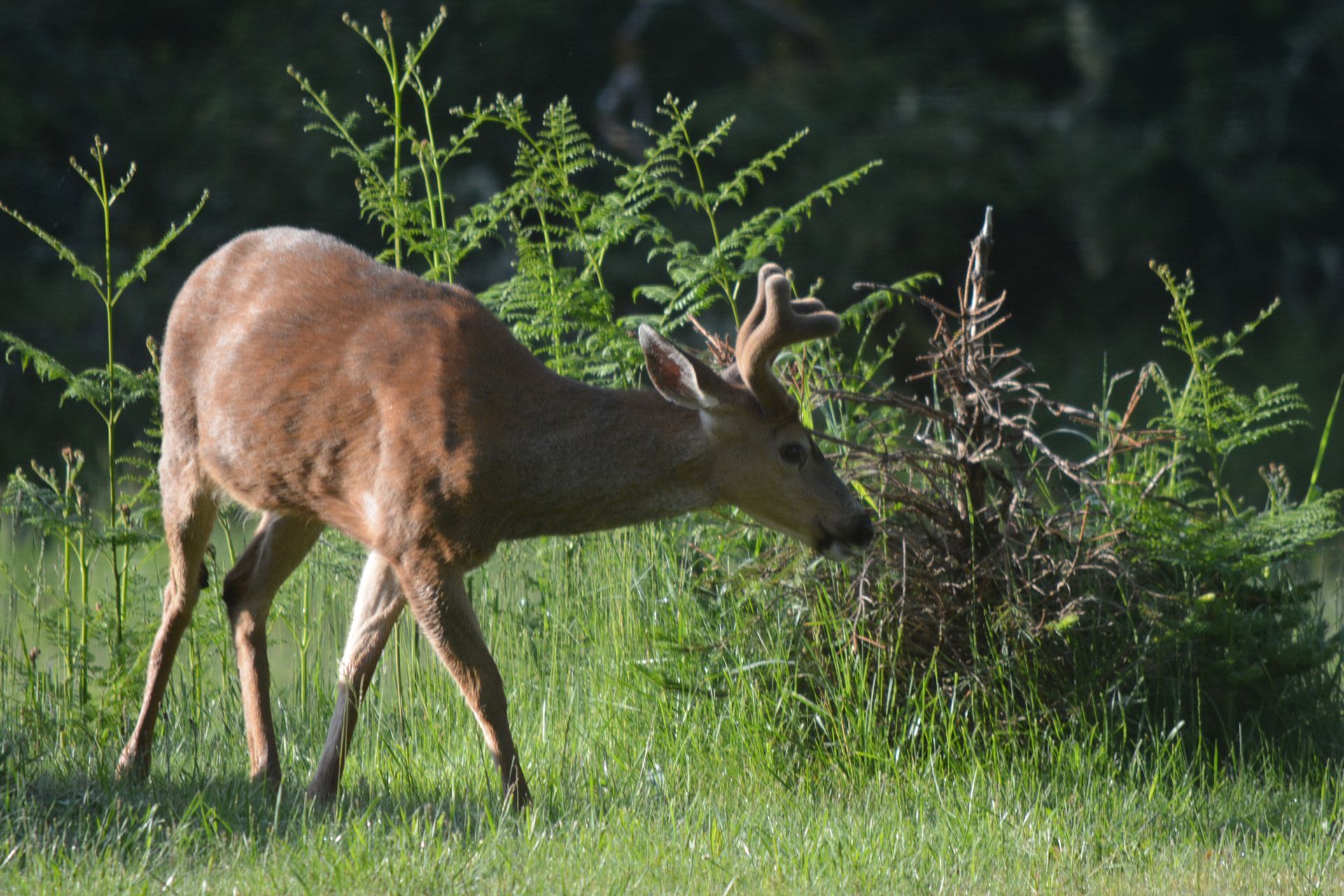 A deer is eating grass in a field with trees in the background