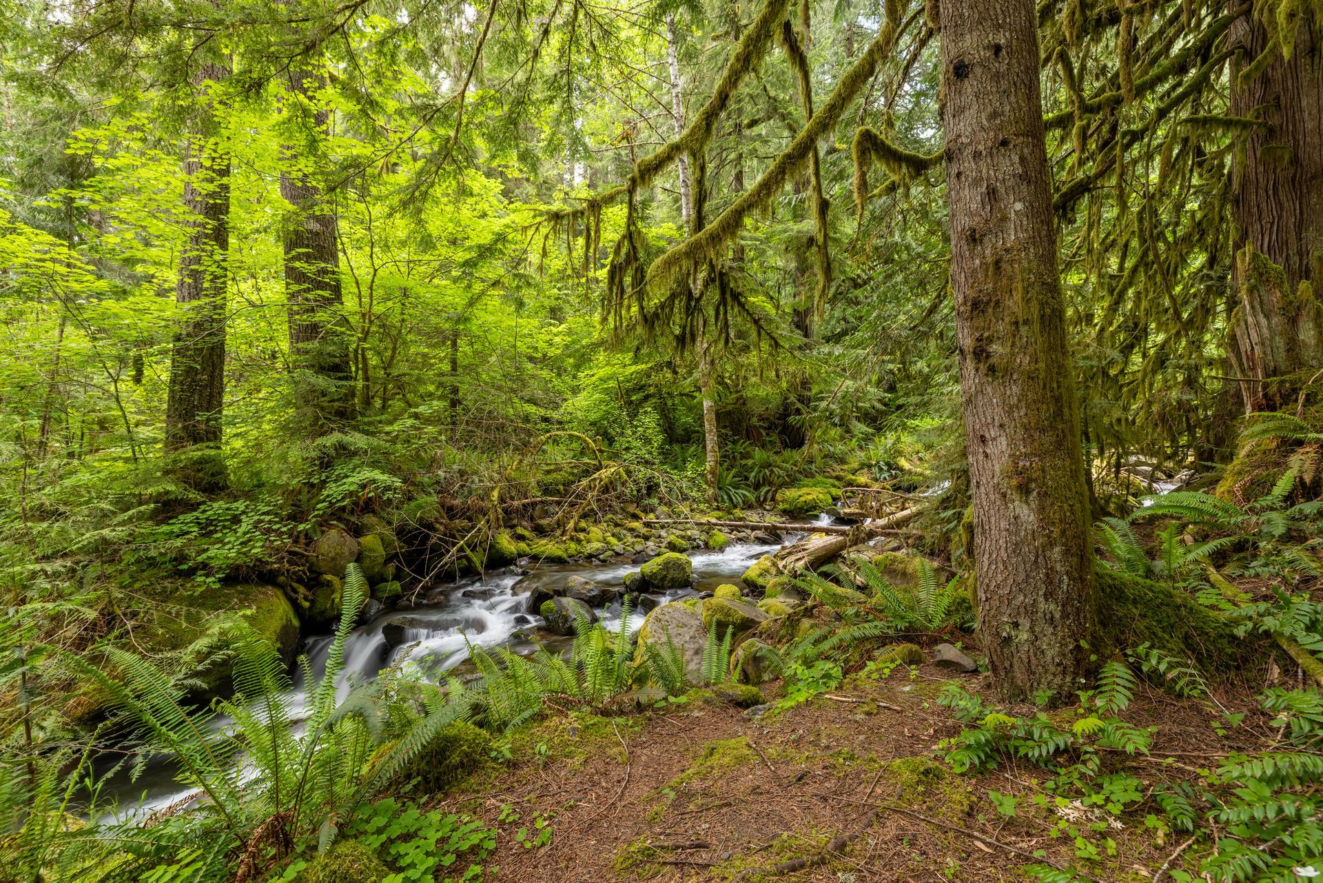 A lush, green forest scene with a small stream flowing through it. Sunlight filters through the trees and moss.