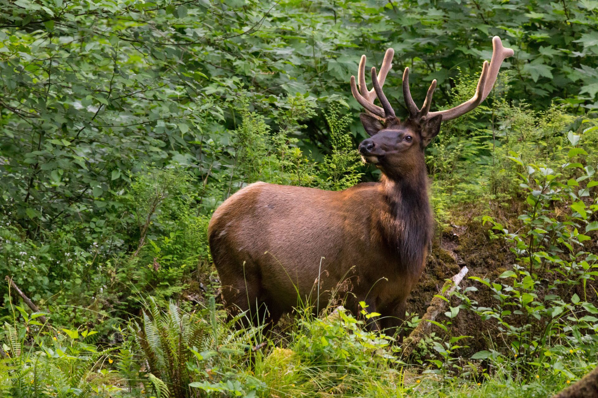 A large elk with antlers is standing in the woods.