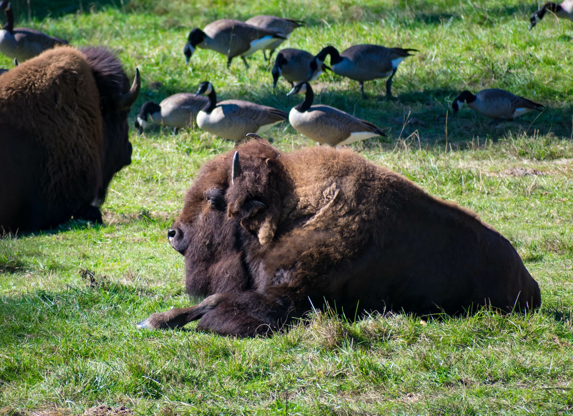 A bison is laying down in a grassy field surrounded by geese.