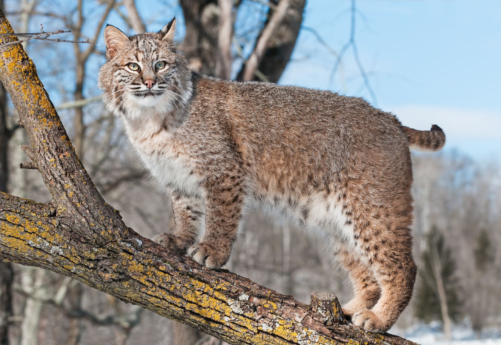 A bobcat is standing on a tree branch in the snow.