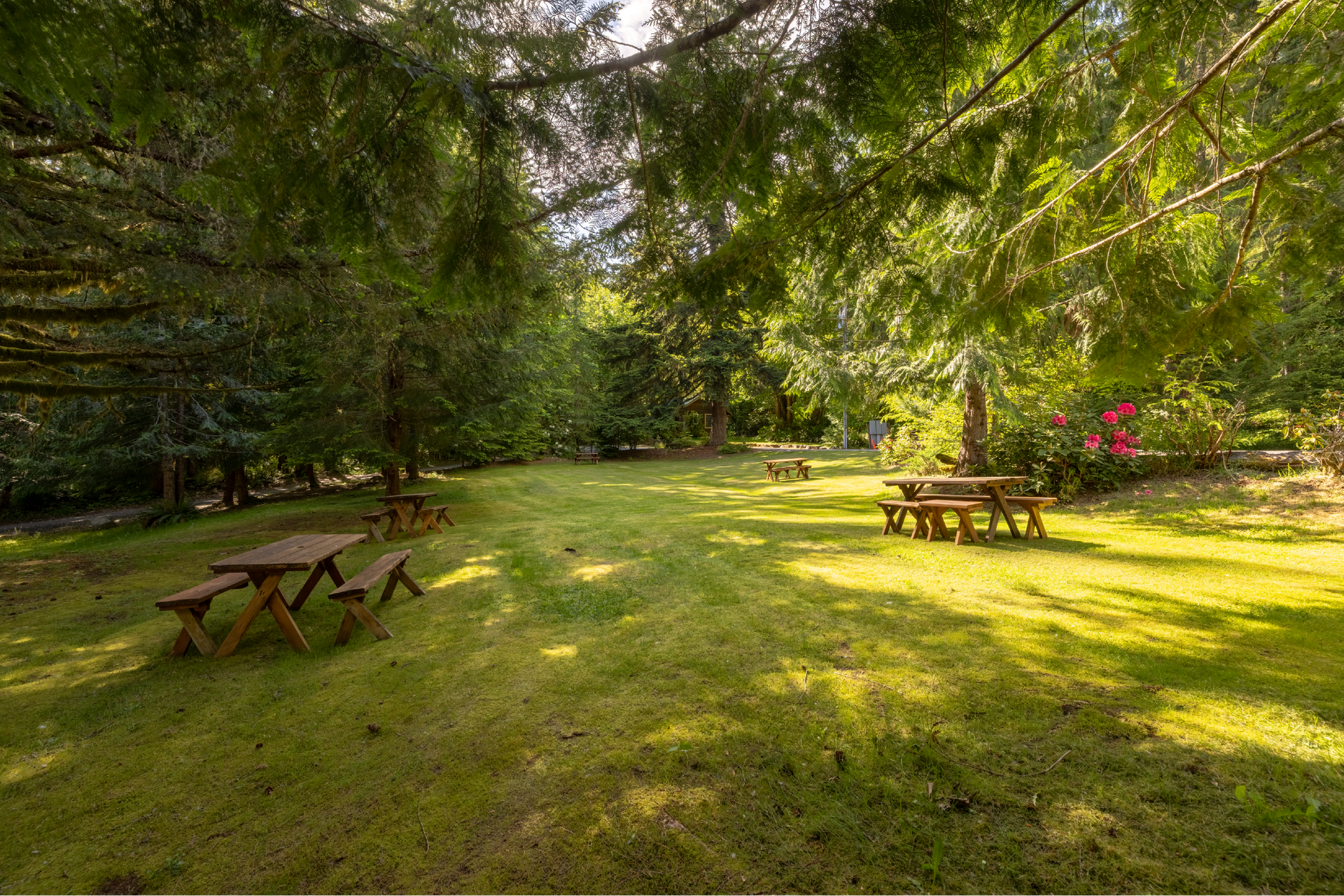 Picnic tables on a grassy lawn shaded by trees, creating a park-like setting. Sunlight streams through the leaves.