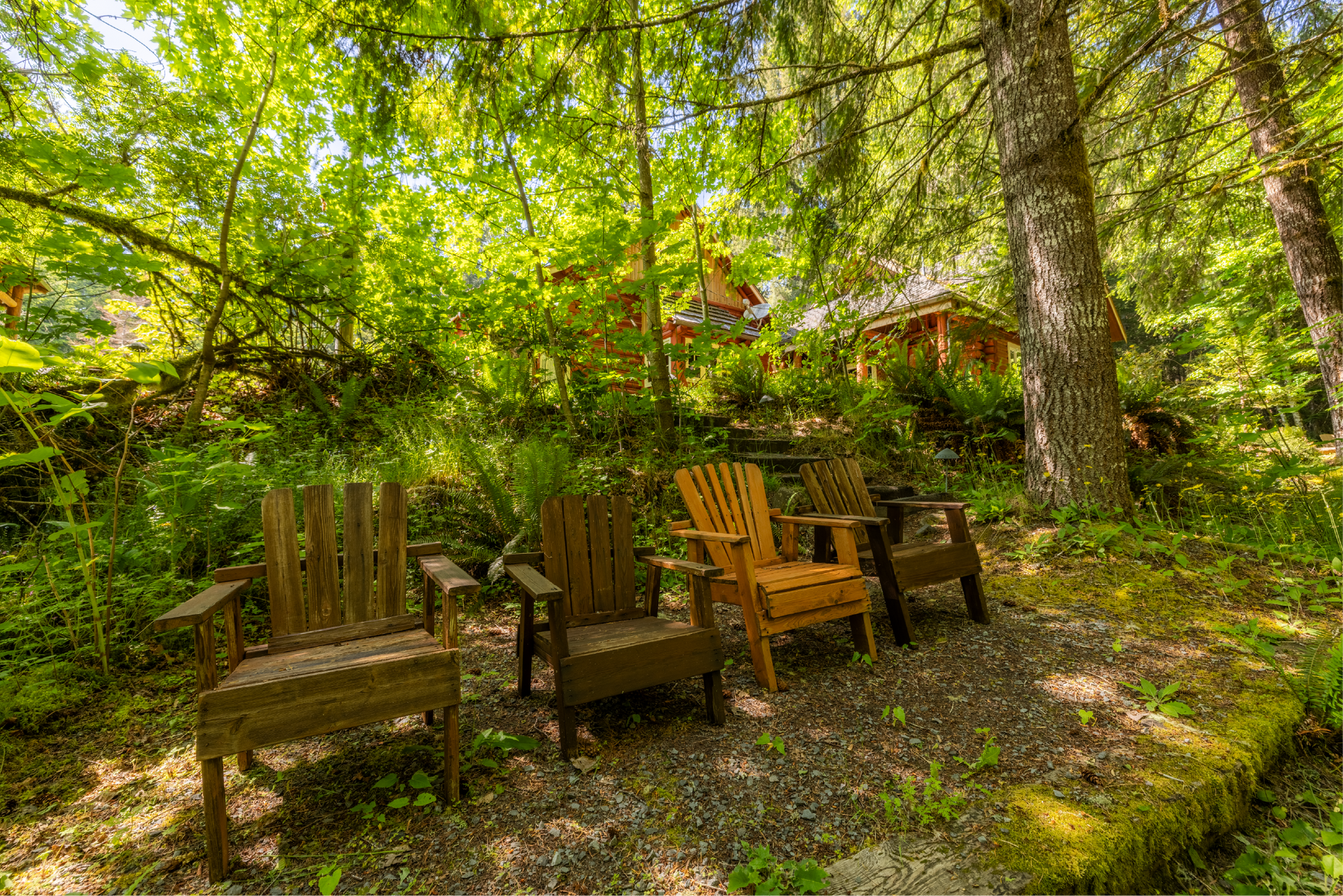 Four wooden Adirondack chairs sit in a shaded, wooded area. Sunlight filters through trees, illuminating the chairs and surrounding greenery.