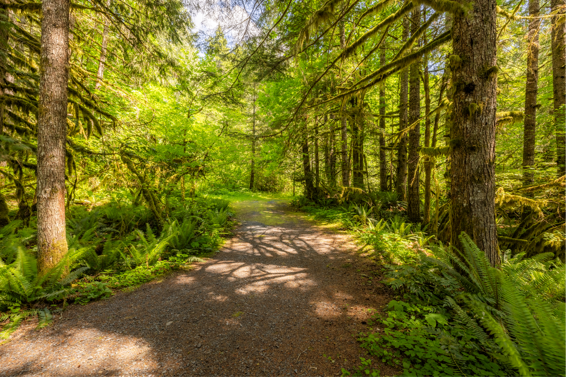Gravel path winds through a lush green forest. Sunlight filters through the trees, illuminating ferns and moss.