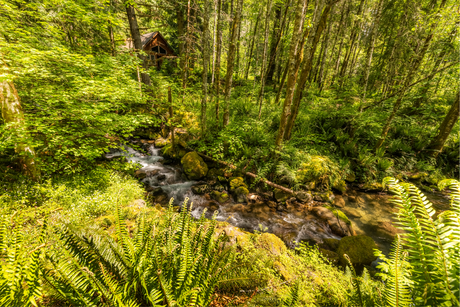 A river flowing through a forest surrounded by trees and moss.