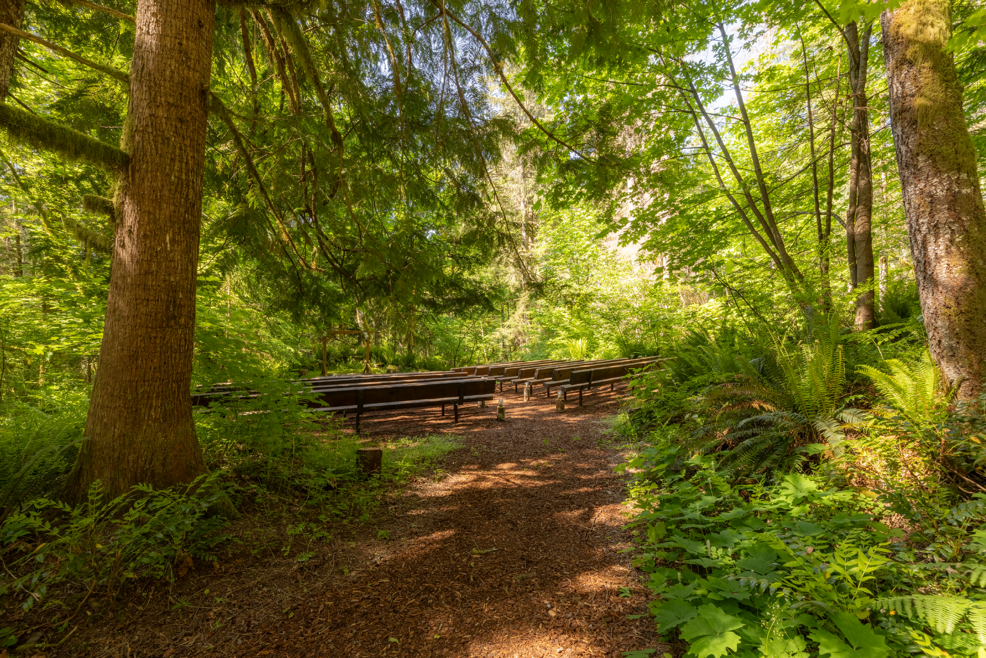 Dirt path leads to a picnic table in a sunlit forest clearing.  Tall trees frame the scene, with green foliage and ferns visible.