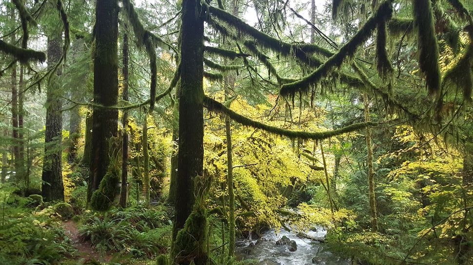 A stream running through a lush green forest with trees covered in moss.