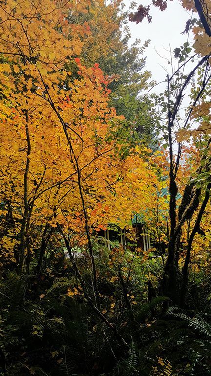 A forest with trees covered in yellow leaves