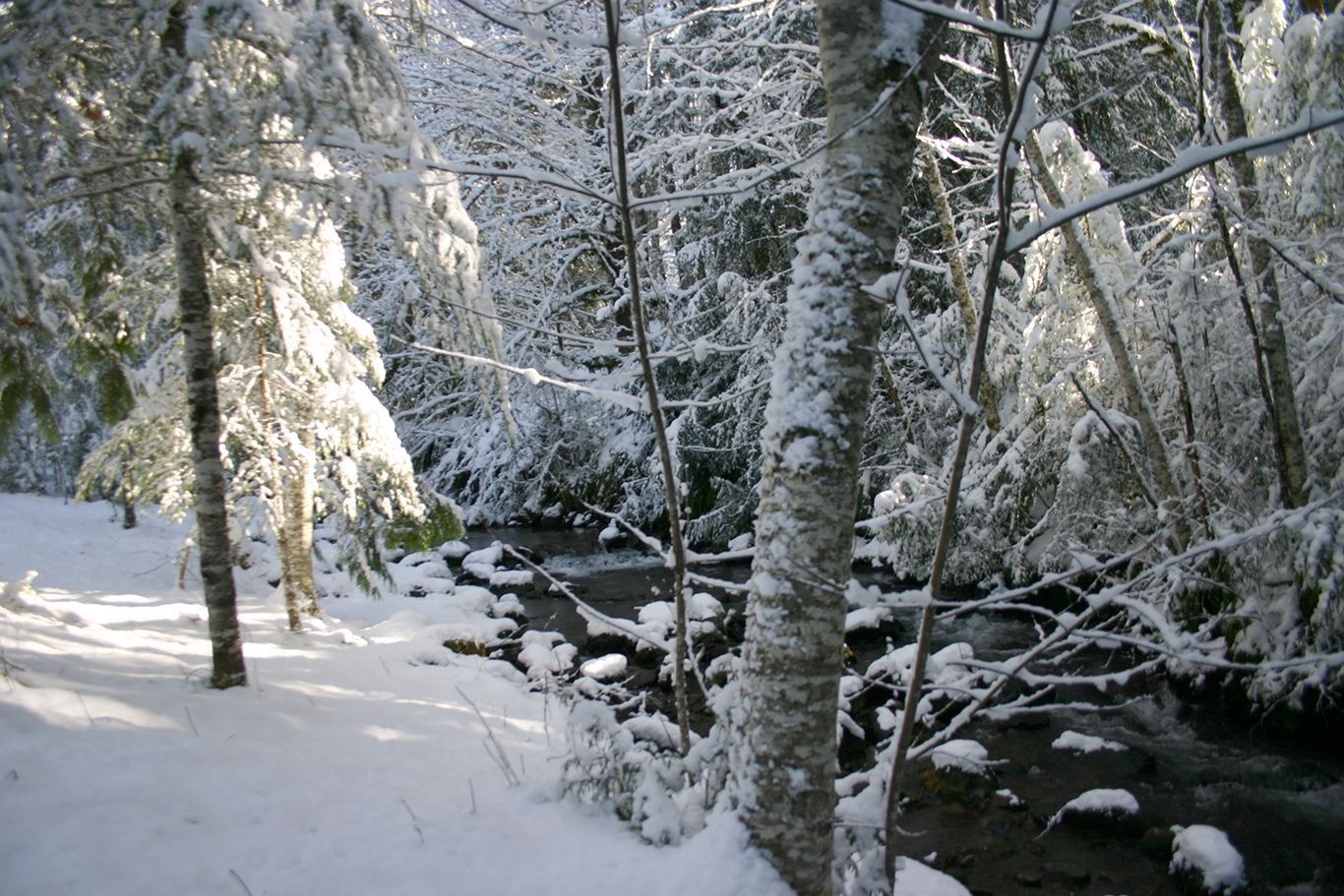 A snowy forest with a stream running through it