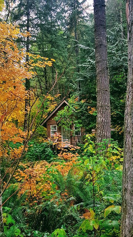 A small cabin in the middle of a forest surrounded by trees.
