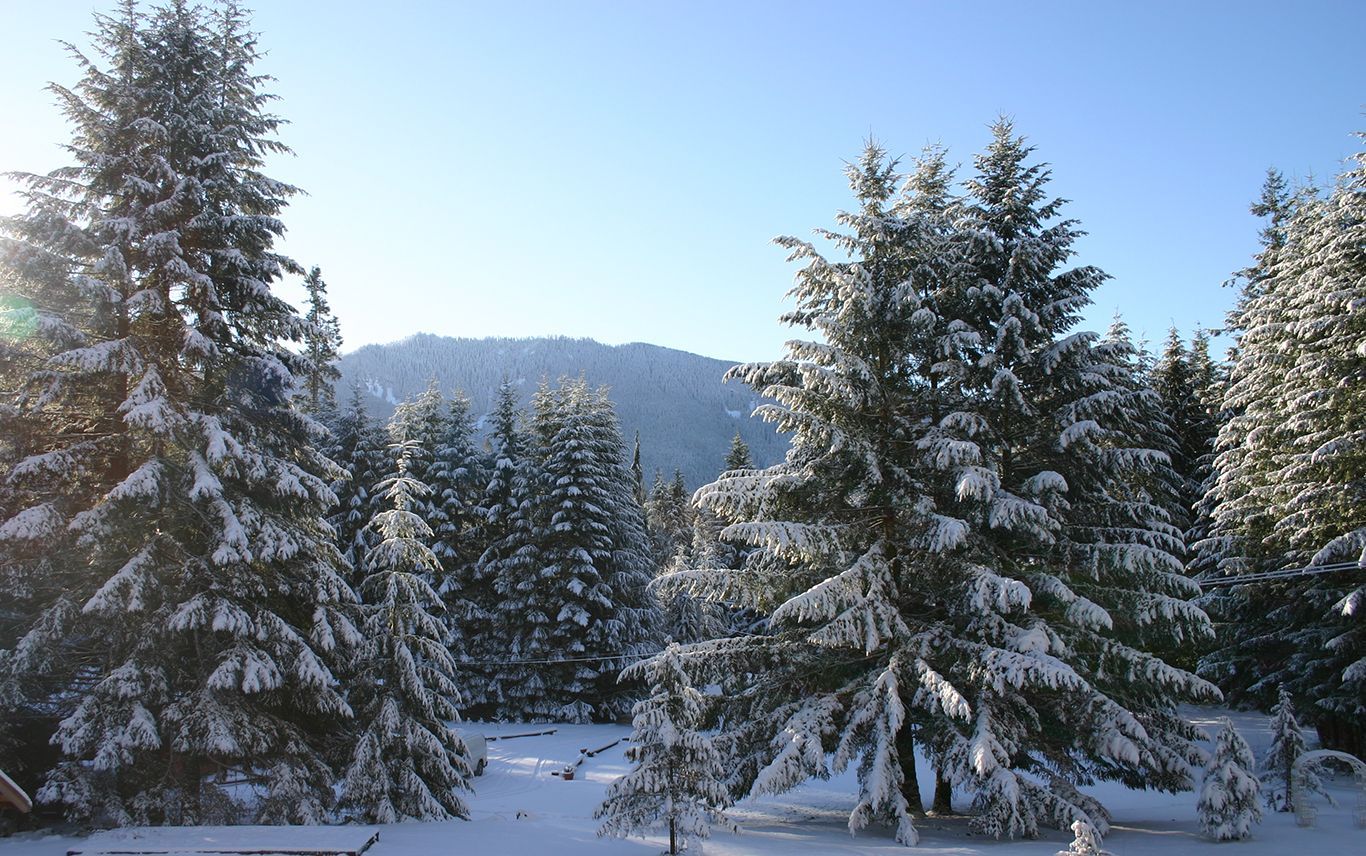 A snowy forest with a mountain in the background
