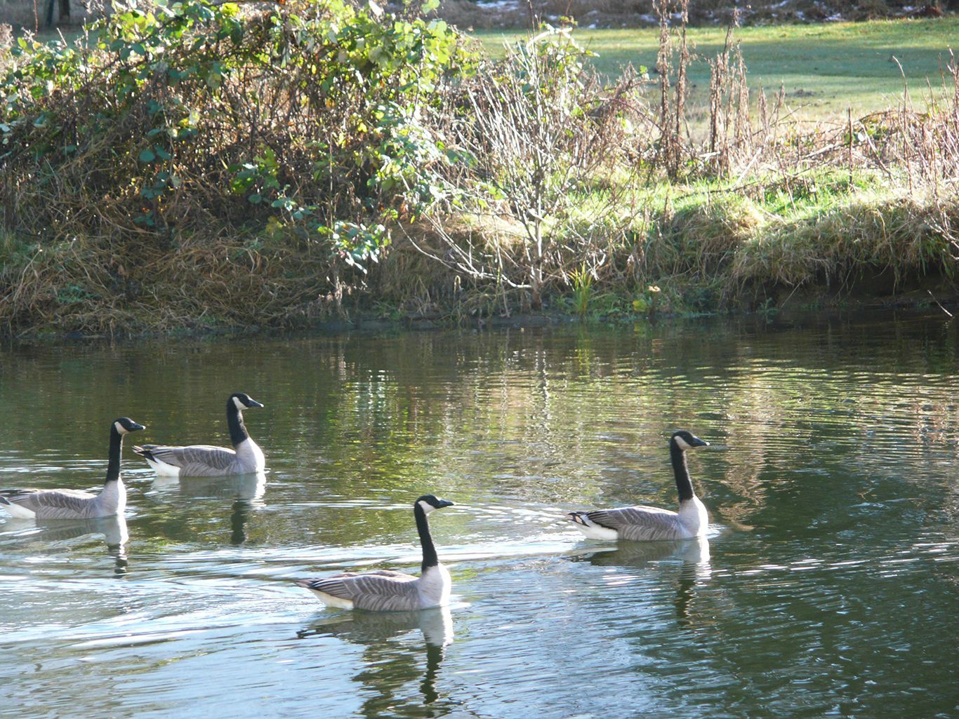 A group of geese are swimming in a lake