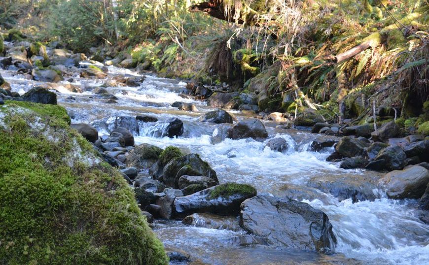 A river flowing through a forest surrounded by rocks and moss.