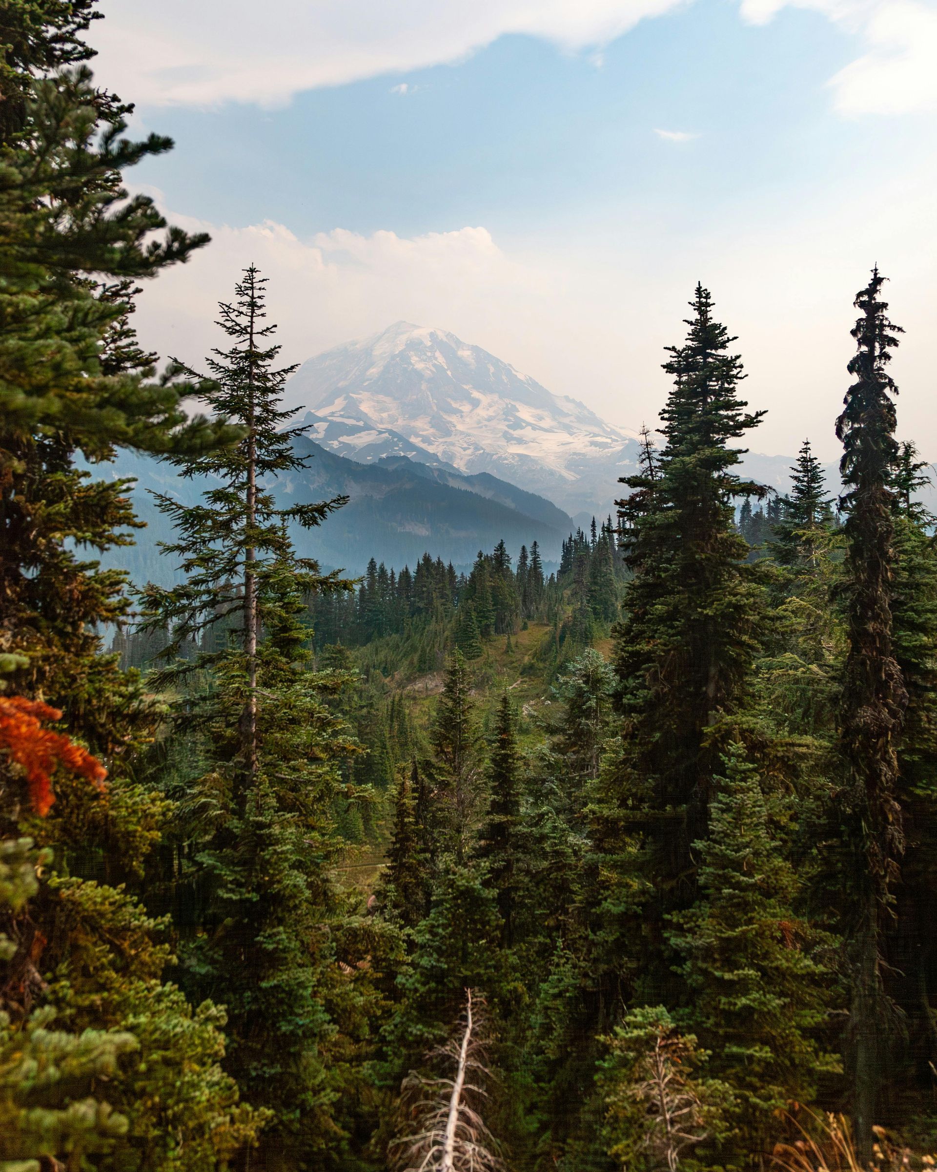 Snowy mountain rising above a valley with pine trees, sunlit with mist.