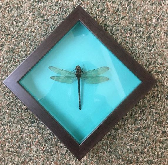 Dragonfly in the Frame — Medford, NJ — Hawthorne Gallery & Frame Shop