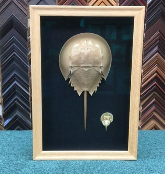 Classic Wooden Frame — Medford, NJ — Hawthorne Gallery & Frame Shop