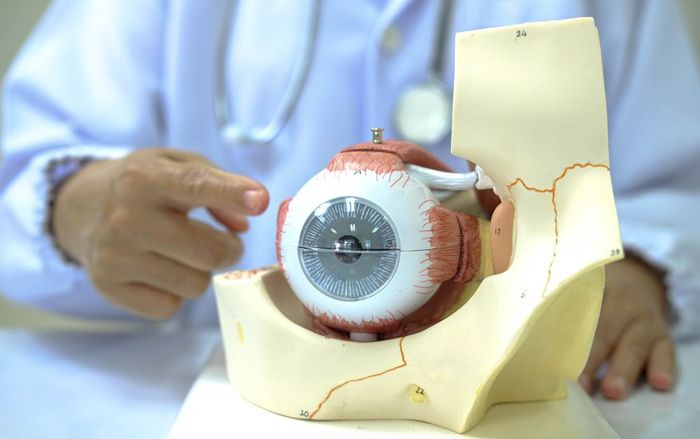 A doctor is holding a model of an eye
