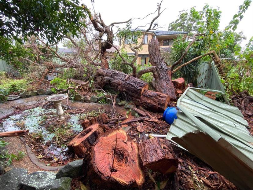 Fallen Trees on Property During a Storm What You Need to Know