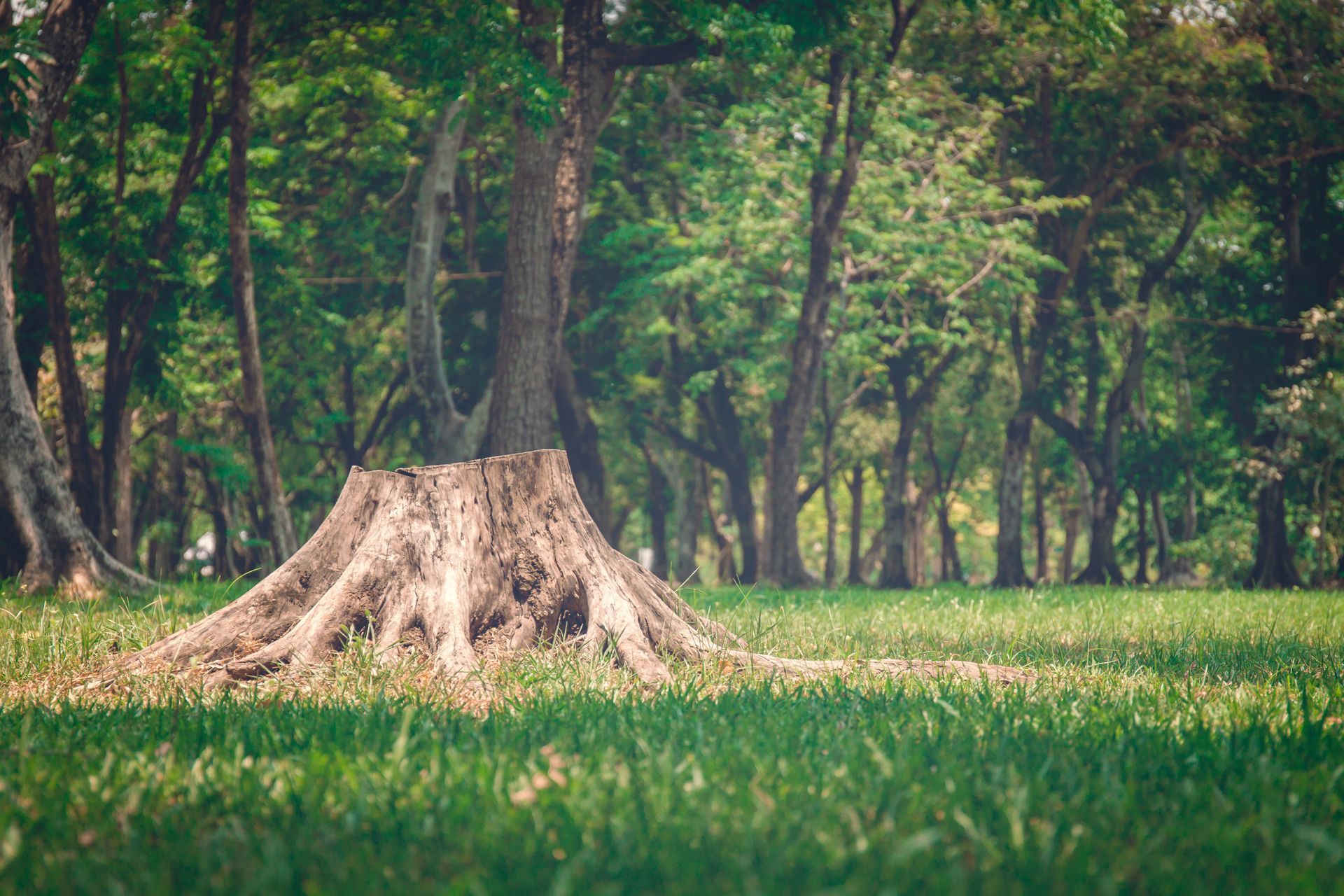 A tree stump in the middle of a grassy field in a forest.