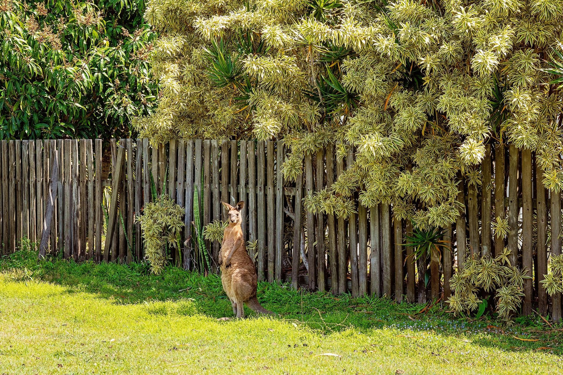 Kangaroo standing upright near a wooden fence and green foliage in grassy yard.