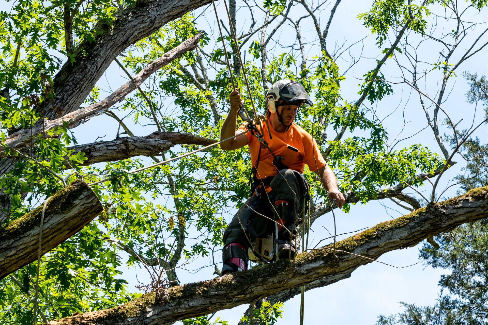 Arborist in orange shirt, helmet, and harness, trimming a tree branch in a sunny setting.