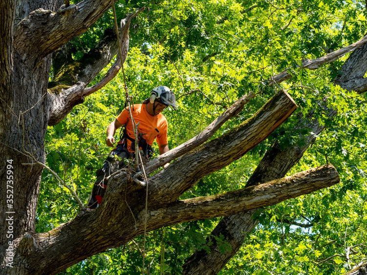 A man is cutting a tree branch with a chainsaw.