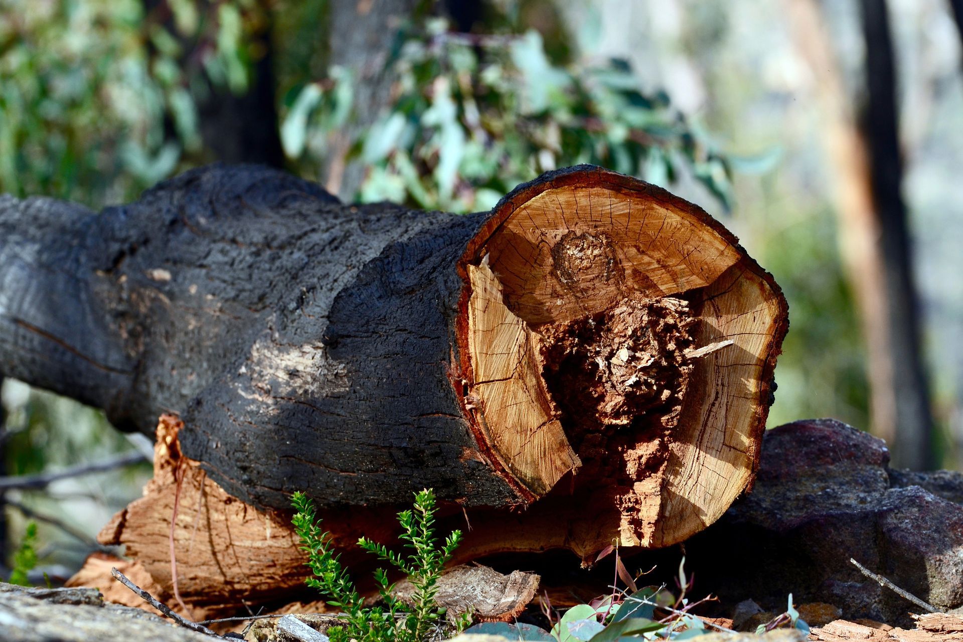 Cut tree trunk, dark outer bark, exposed light-colored wood, green foliage in the blurred background.