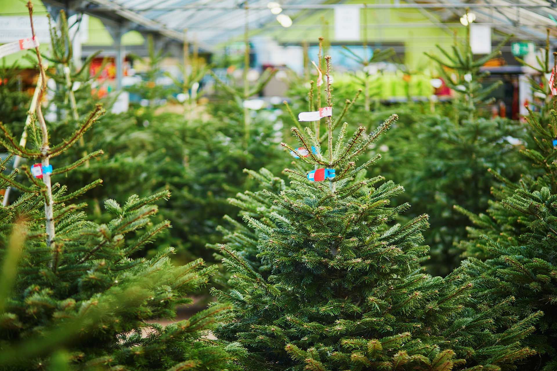 Christmas trees on market