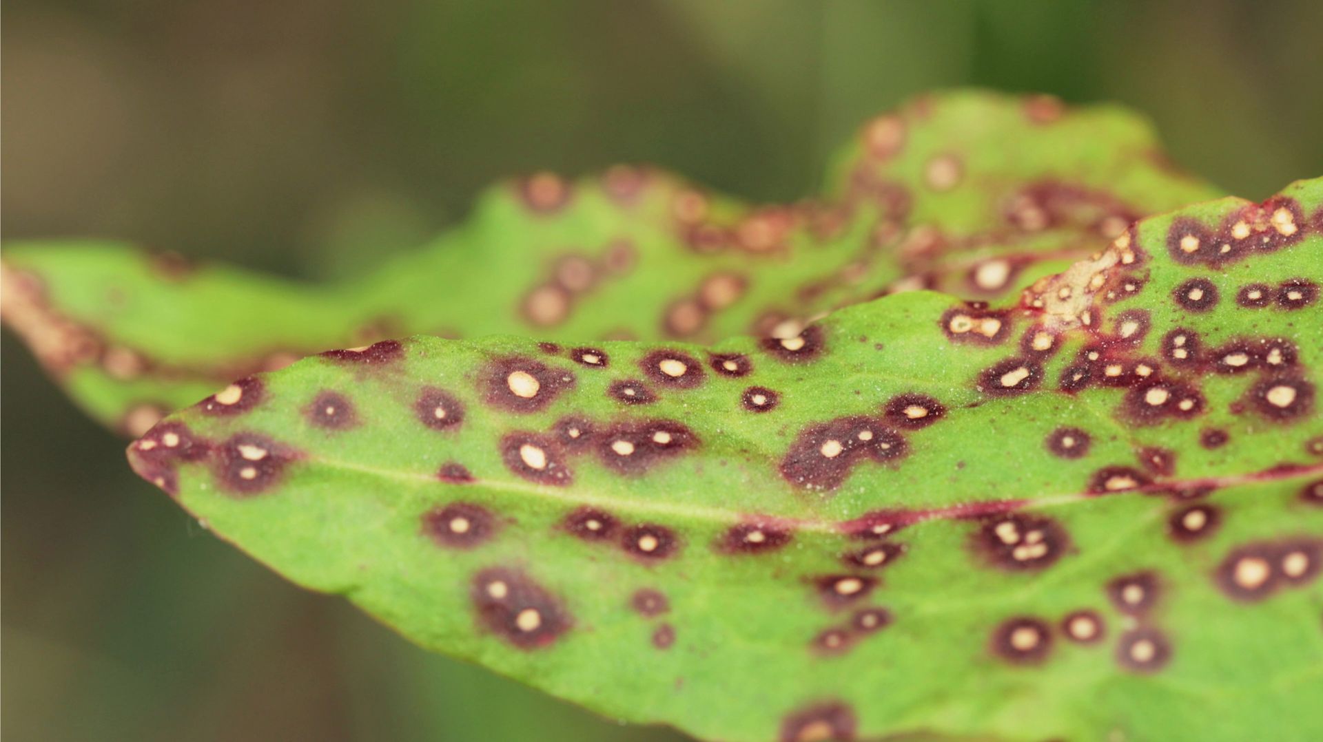 Green leaf with numerous small, circular brown spots, some with white centers.