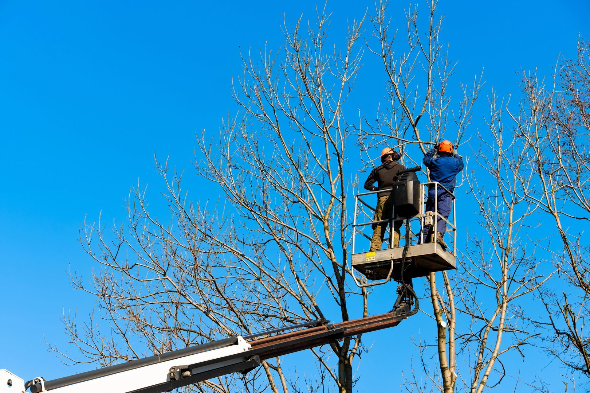 Two people in lift platform trimming bare tree branches against a bright blue sky.